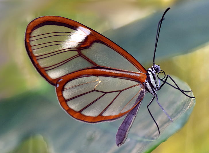 close-up photography of glasswing butterfly green leaf plant