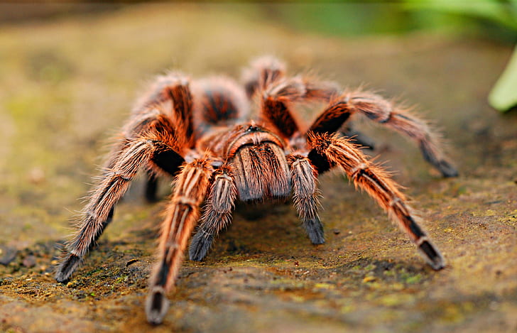 macro photography of brown haired tarantula