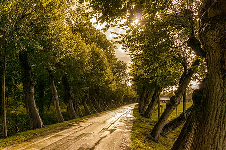 Road in Between Trees