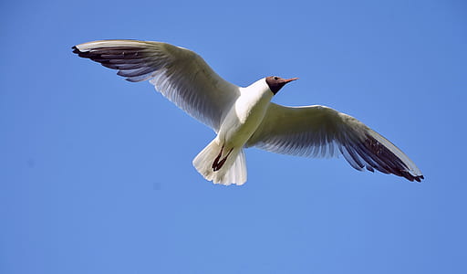 White and Brown Bird Flying Under Blue Sky during Daytime