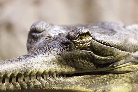 closeup photo of alligator