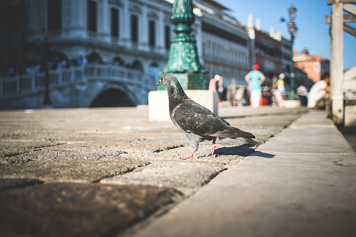 Pigeon in Venice Streets