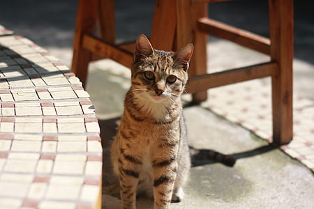 Brown Tabby Cat Sitting on Concrete Floor during Daytime