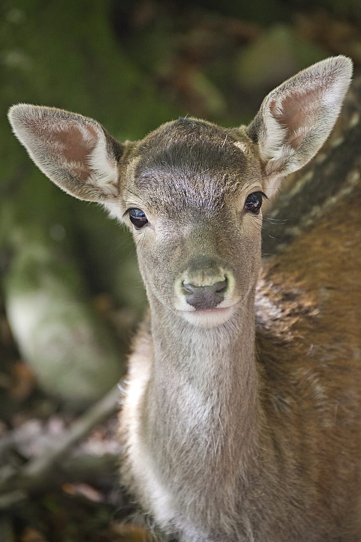 photo of doe deer
