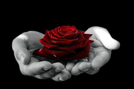hands holding red rose