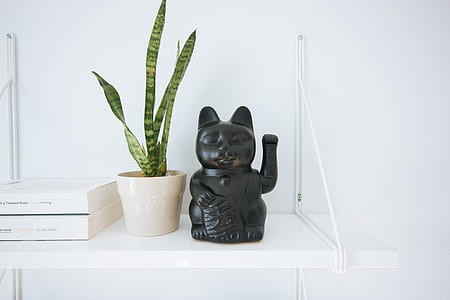 black lucky cat figure beside green snake plant on white surface