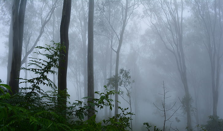 photography of forest with fog