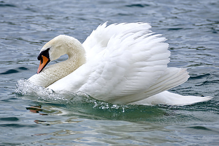 white swan on body of water at daytime