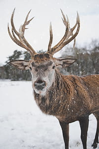 Brown Deer Standing on Snow