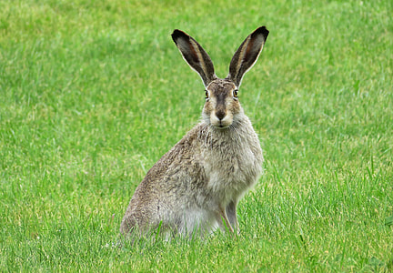 brown and white hare