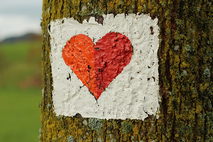 Royalty-Free photo: Closeup photo of red heart print in tree