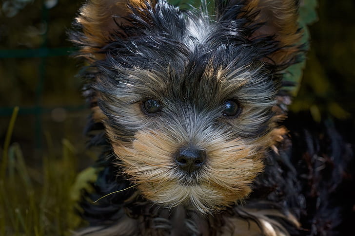 gray and brown Yorkshire terrier