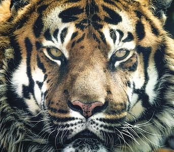 photo of Bengal tiger