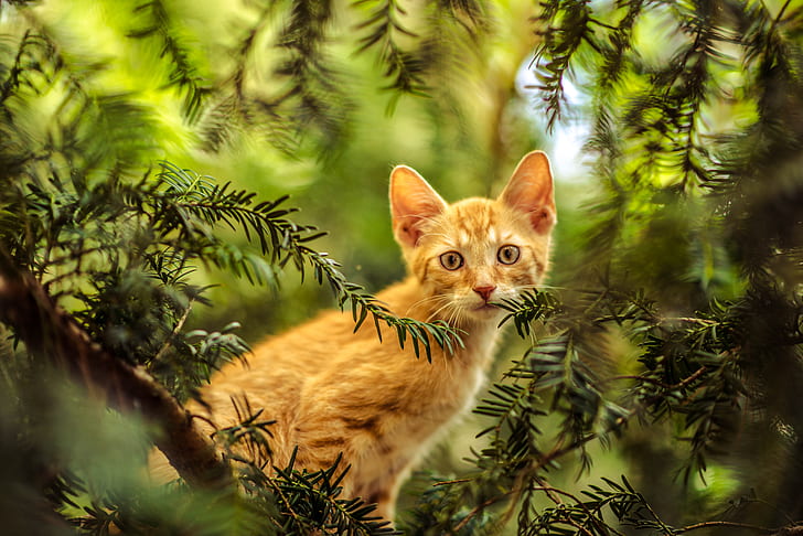 photo of orange tabby kitten on green trees
