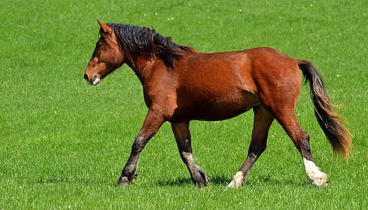 brown horse walking on green grass field