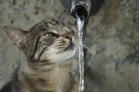 tabby cat beside water falls from steel tube