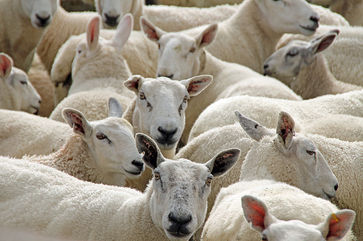 photo of white sheeps