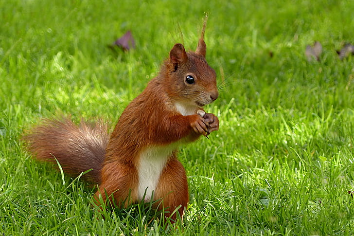 brown squirrel in green open field duringdaytime