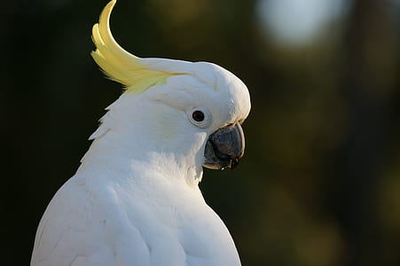 closeup photo of white parrot