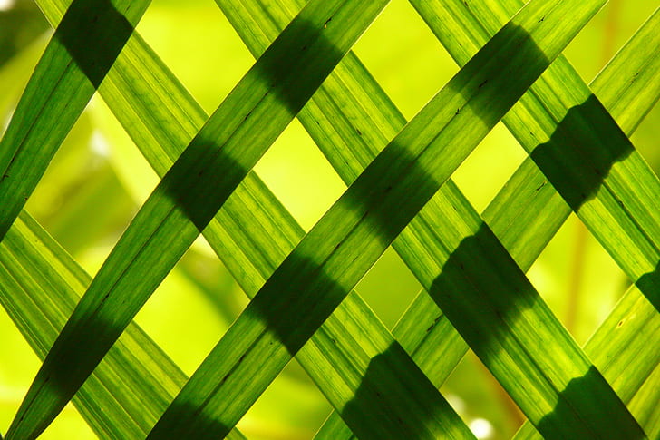 close up photography of woven leaves wallpaper