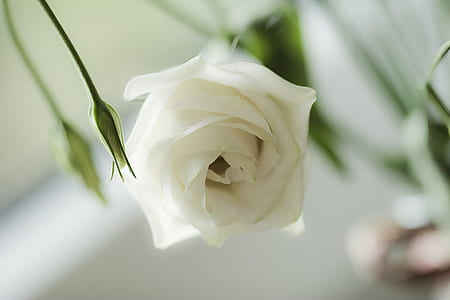 closeup photo of white rose flower