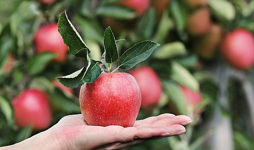red apple on person's left hand in shallow focus photography