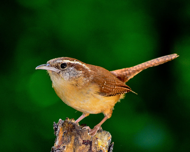 brown long-tail bird on brown wood