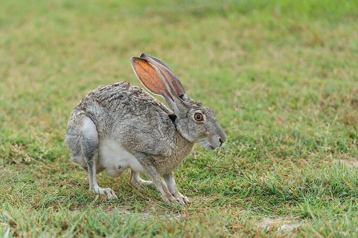 gray hare on green grasses