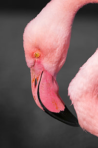 photo of pink flamingo