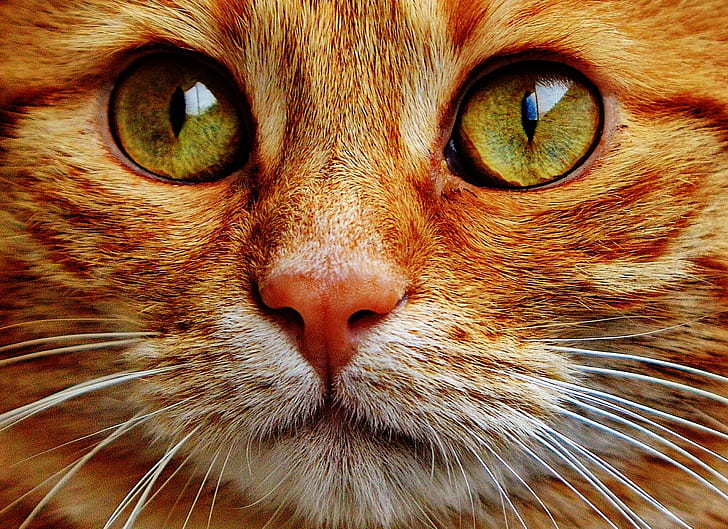 close up photography of orange Tabby cat