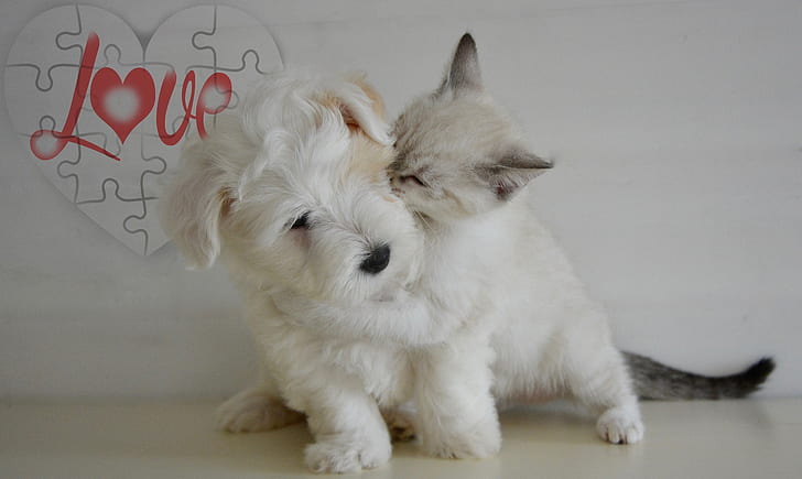 wirehaired white terrier puppy and kitten