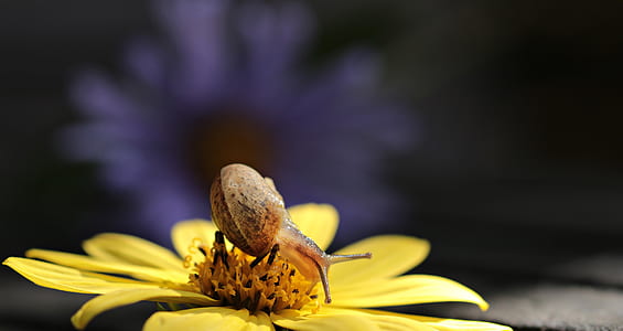 brown snail on a yellow dahlia selective-focus photo