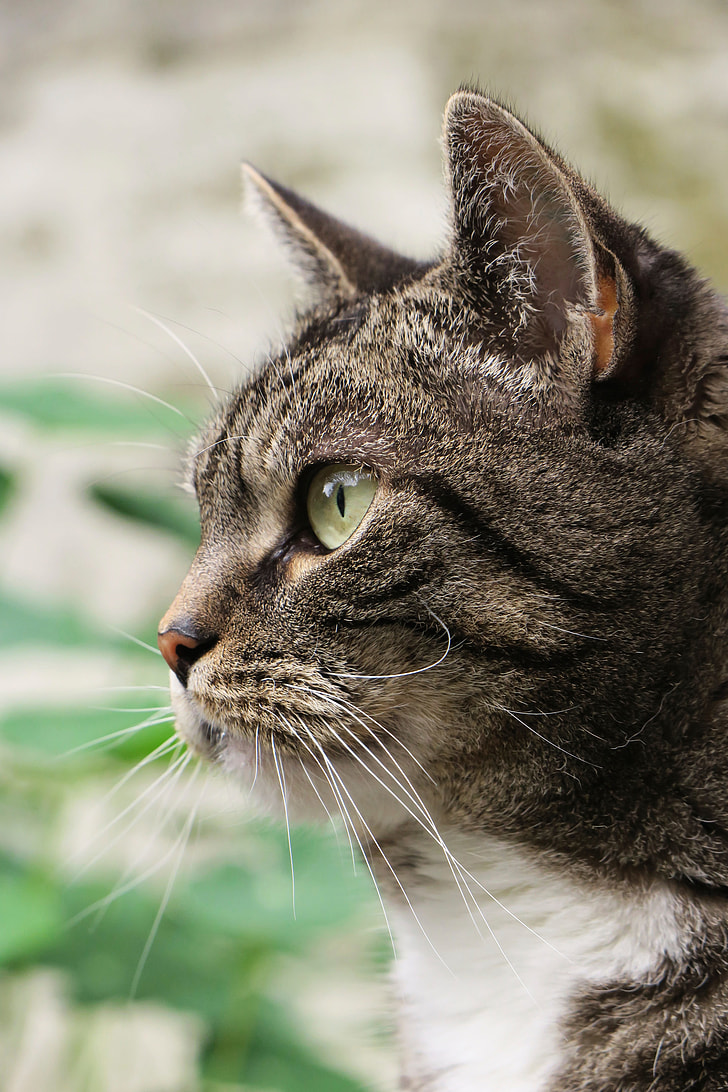 closeup photo of gray and white tabby cat