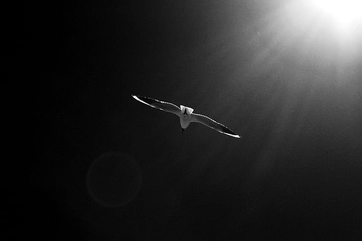 grayscale photography of flying albatross