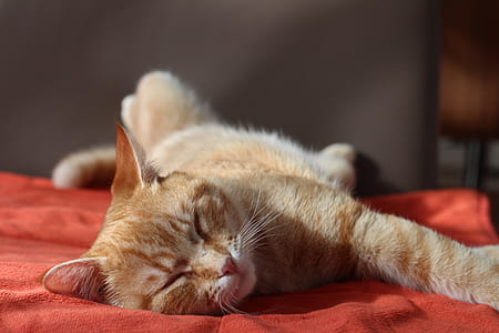 orange tabby cat lying on red textile
