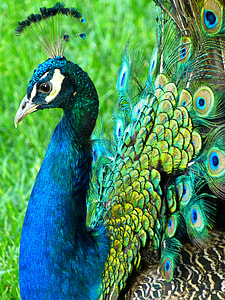 blue and brown peacock during daytime