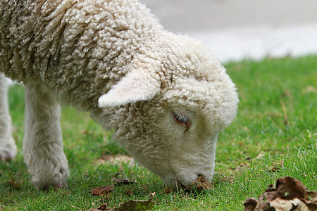 white sheep feeding on green grass