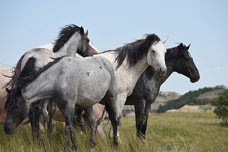 herd of horse on green grass field
