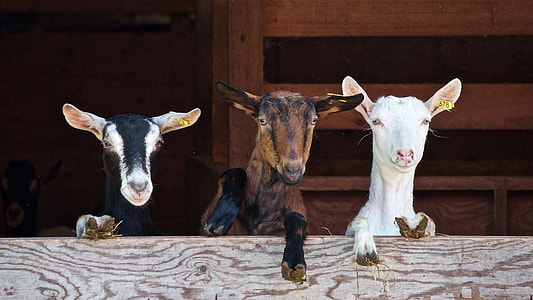 several goats on gray wooden fence