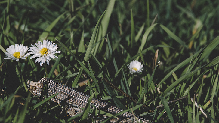 selective focus photography of white Daisy flowers