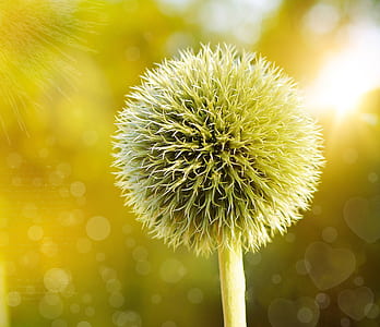 closeup photography of white globe thistle flower