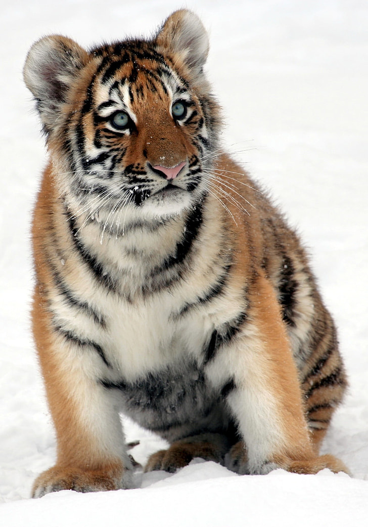 tiger cub on snow