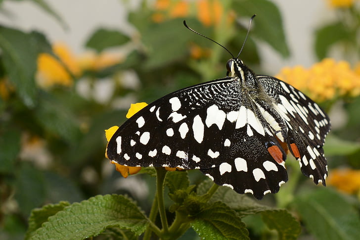 black and white spotted butterfly perching on yellow flower during daytime