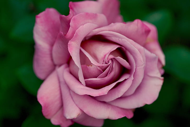macro shot of pink rose flowers