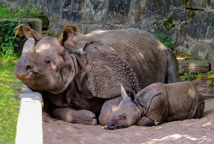 two adult and young rhinoceros