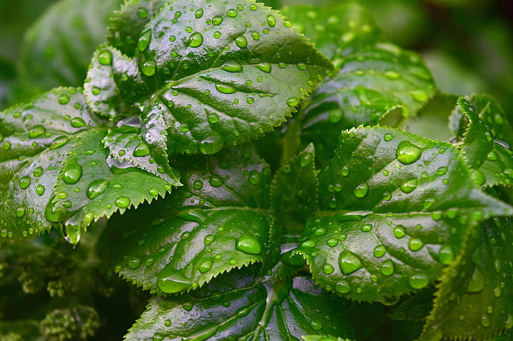 Rain Drops on Green Leaf Plant Close Up Photography