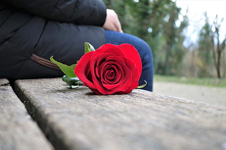 red rose flower on wooden bench