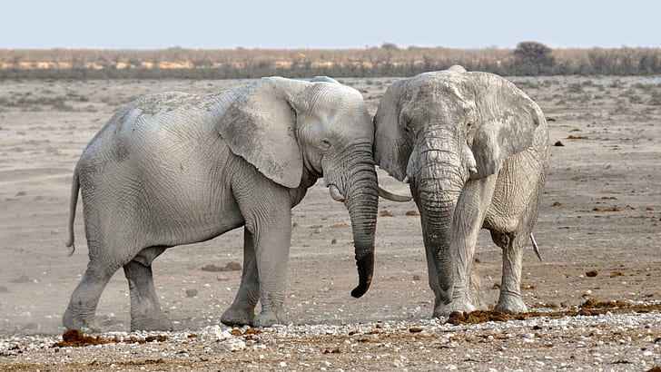 two gray elephants on gray sand under white clouds and blue sky