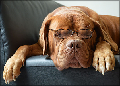 red French mastiff wearing an eyeglasses while lying on sofa