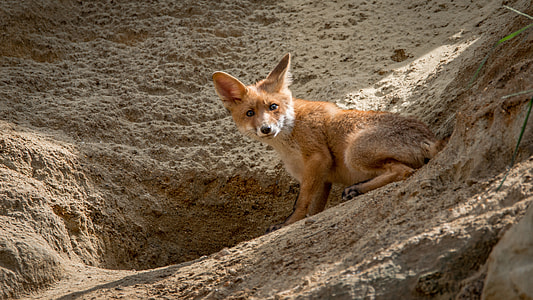brown fox on sand during daytime